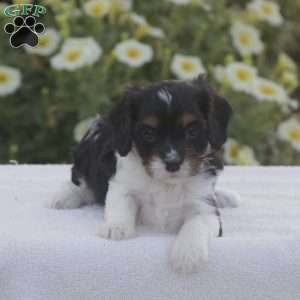 Blake, Cavapoo Puppy